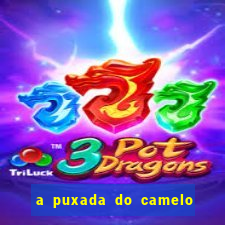 a puxada do camelo no jogo do bicho